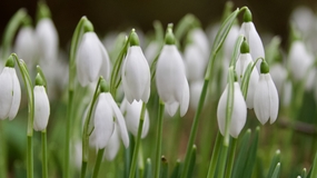 白色雪莲花花海微距特写摄影图片